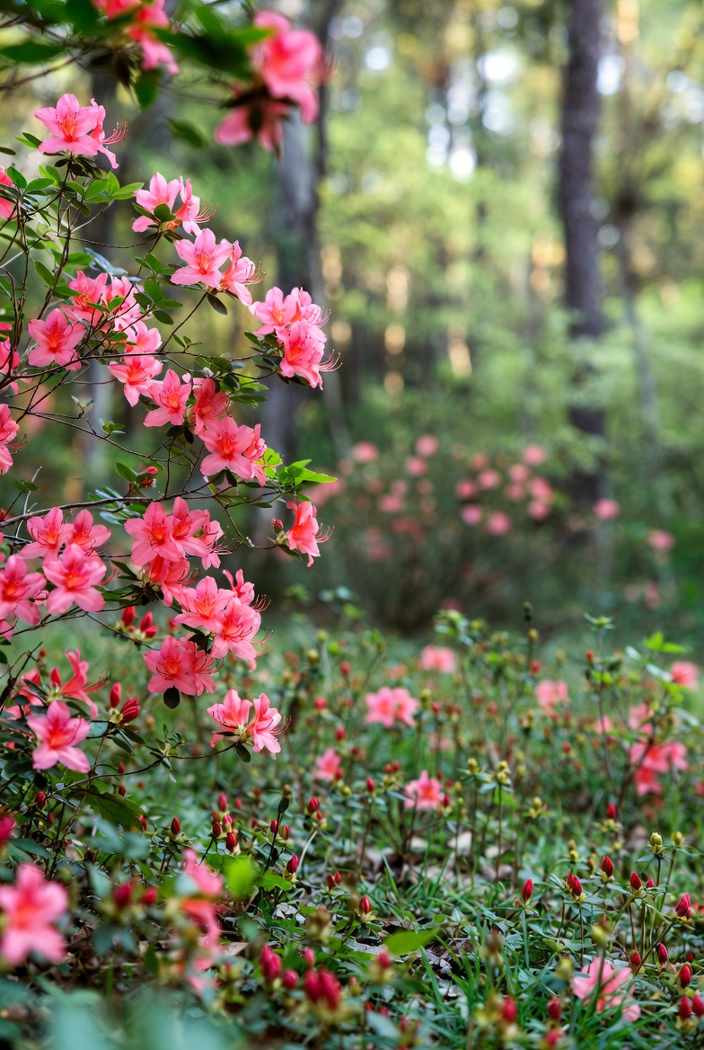 azelas in south carolina