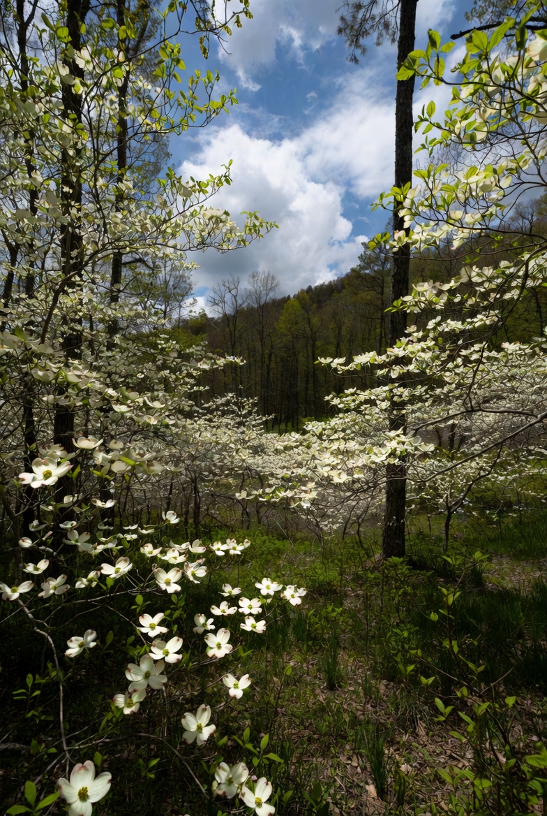 dogwood trees in kershaw county sc