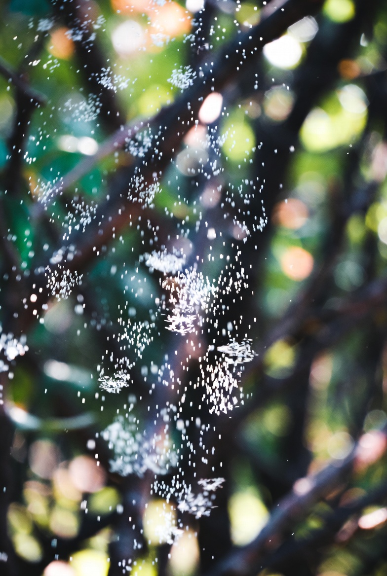 spring brings pollen in kershaw county sc
